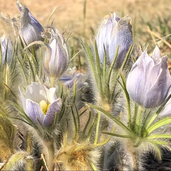 Meet your Posher, Tirzah - Picture 1 of 1